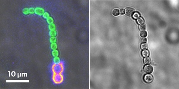 Cyanobacteria cells that have ingested nanotubes give off near-infrared light (glowing red cells shown left). Cells without nanotubes fluoresce green.