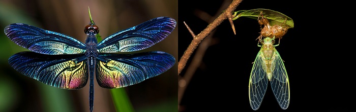 The wings of dragonflies and cicadas are naturally antimicrobial