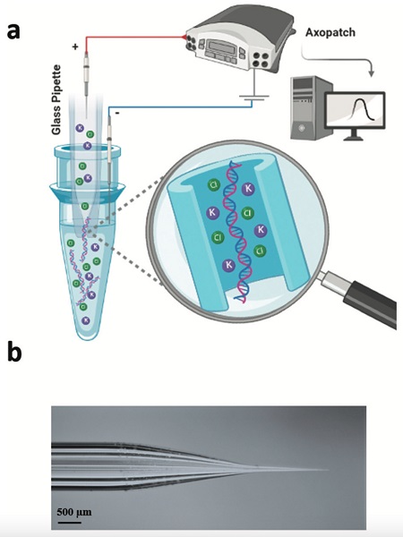 An illustration showing (a) how a glass tube with a tiny opening and a positive electrode, when inserted into a liquid sample and stimulated with electricity, collects cell-free DNA floating in the sample; (b) a photograph of the borosilicate glass nanopore