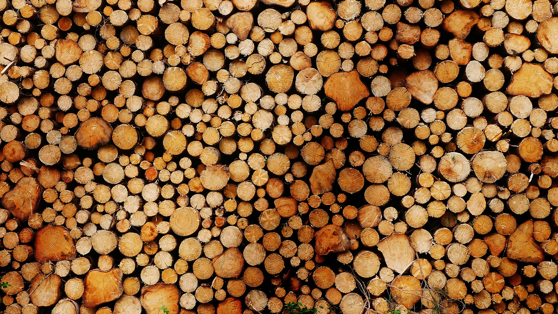 Woody biomass