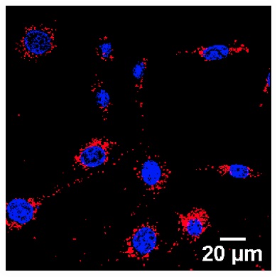 Gold nanoparticles (red) become internalized by cells and accumulate around the nucleus (blue)