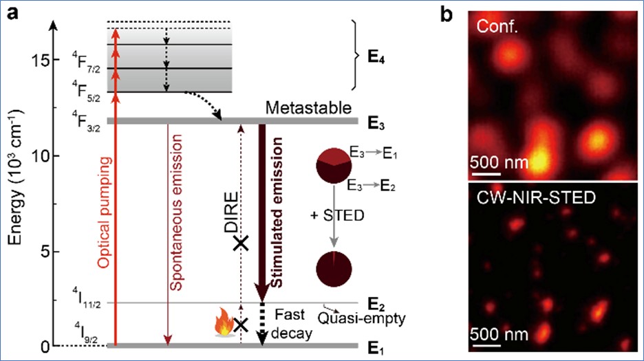 proposed optical emission depletion mechanism of the near infra-red (NIR) downshifting luminescence in the neodymium-mediated stimulated-emission depletion (STED) process.