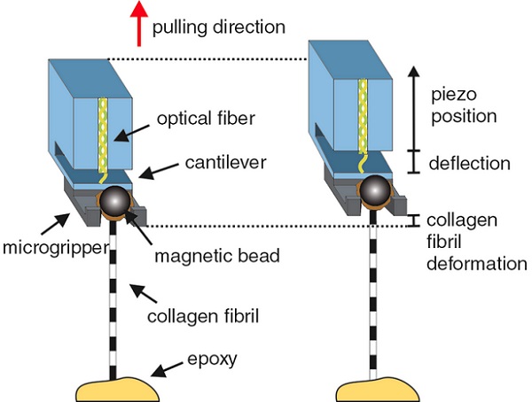 Scheme of the nano-tensile testing setup – a nanofibre
