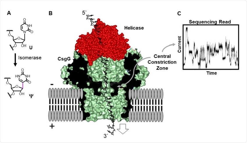 Direct RNA sequencing for Ψ by monitoring current vs. time traces in a protein nanopore-helicase platform