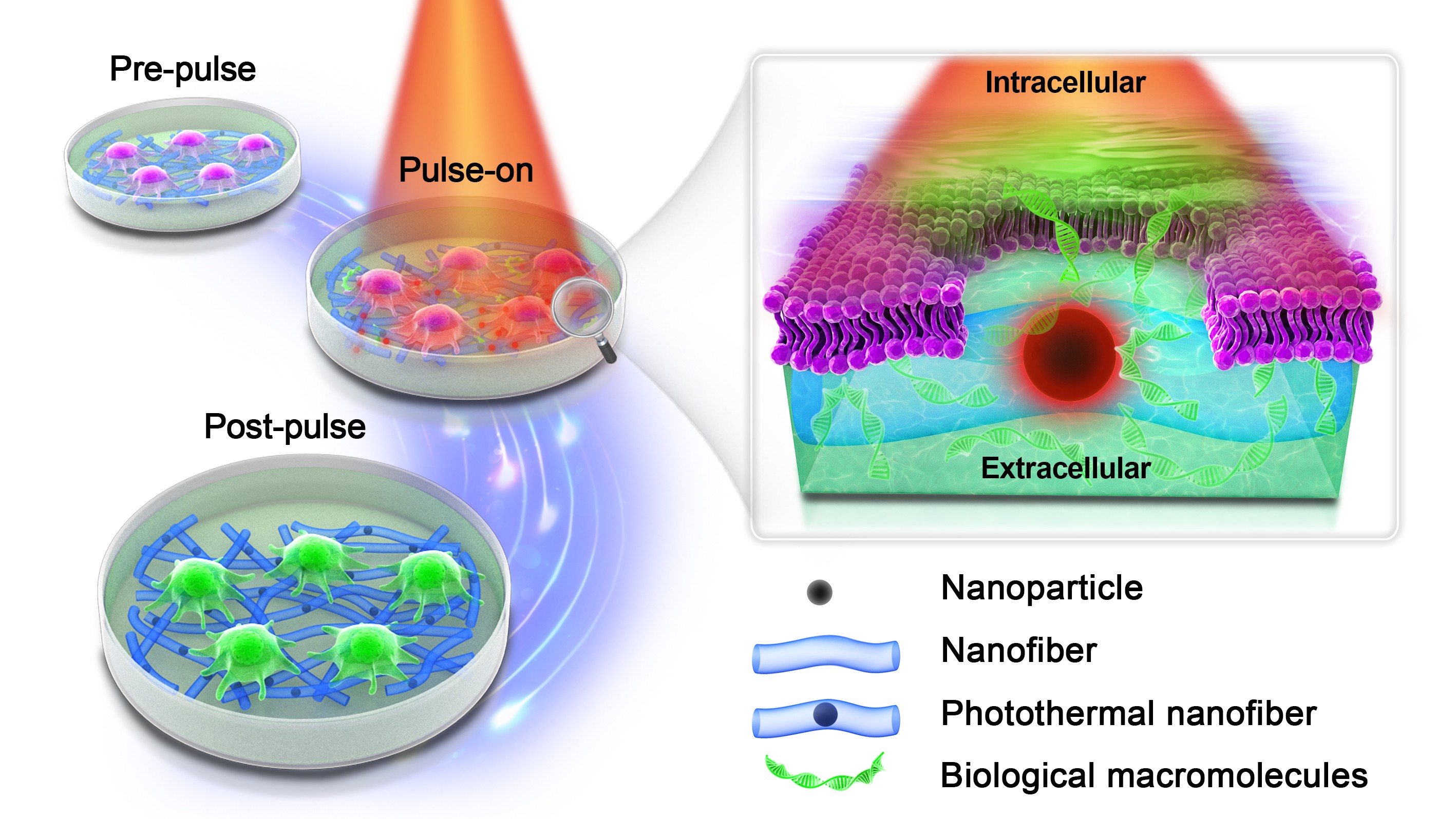 Schematic overview of intracellular delivery by membrane permeabilization with photothermal nanofibers