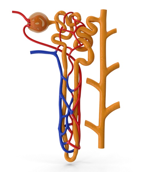 A nephron. There are about a million nephrons in each kidney