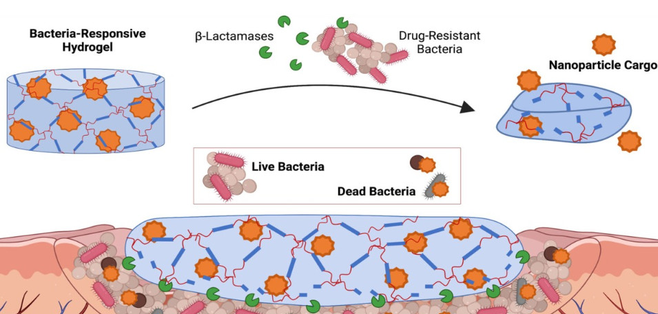 a hydrogel that is sensitive to β-lactamases, a class of enzymes released by a variety of harmful bacteria