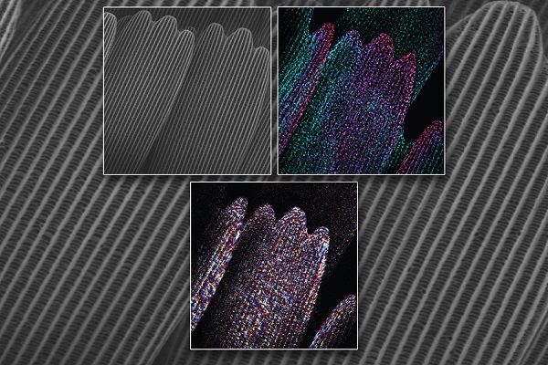 SEM imaging is typically used to visualize the developing scales on a butterfly wing (two individual scales shown, top left); a new approach uses quantitative phase imaging to show individual scales in more detail (top right and bottom). Width of scales is approximately 50 μm
