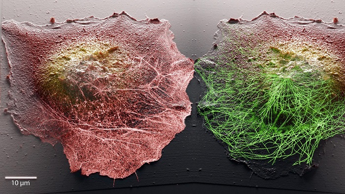 A new combination of microscope techniques allows scientists to image cells inside and out in high definition and 3D