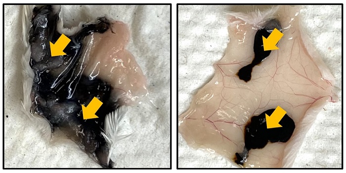 A commercial ink (left) diffuses far from injection sites (arrows) under mouse skin, but a new colon tattoo ink (right) diffuses much less.