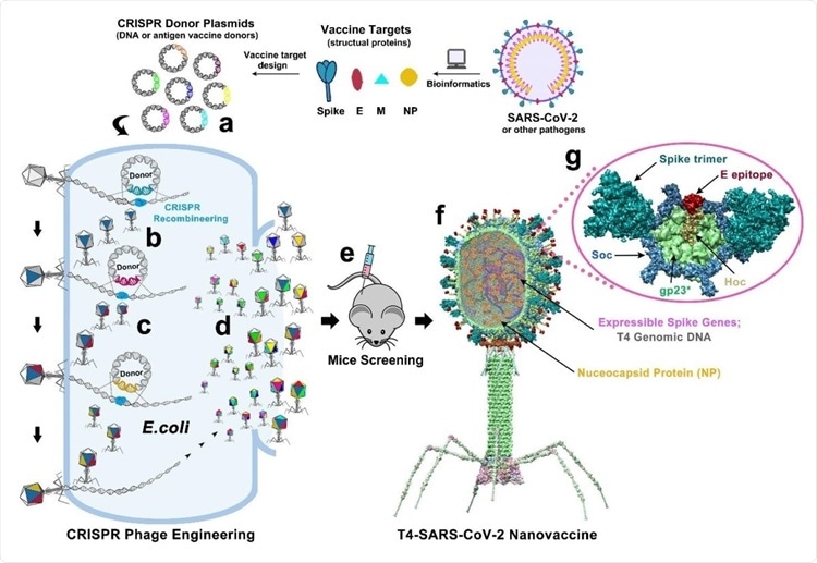 Design of T4-SARS-CoV-2 nanovaccine by CRISPR engineering. Engineered DNAs corresponding to various components of SARS-CoV-2 virion are incorporated into bacteriophage T4 genome