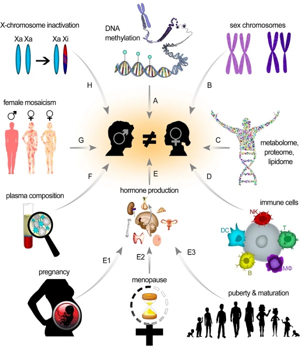 Sex-dependent physiological differences