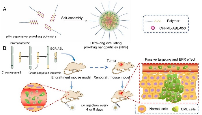 (A) Self-assembly of the NPs and (B) their targeting of CML on two models