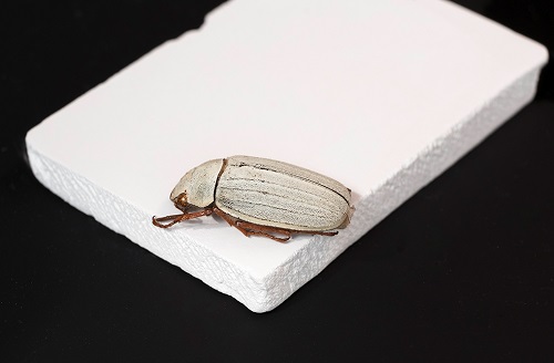 The bio-inspired high-solar-reflectivity ceramic mimics the bio-whiteness of the Cyphochilus beetle.