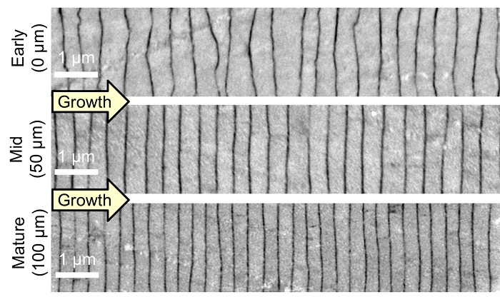 Electron microscopy shows how a pearl’s layers of nacre become more precise as they build outward from the pearl’s center