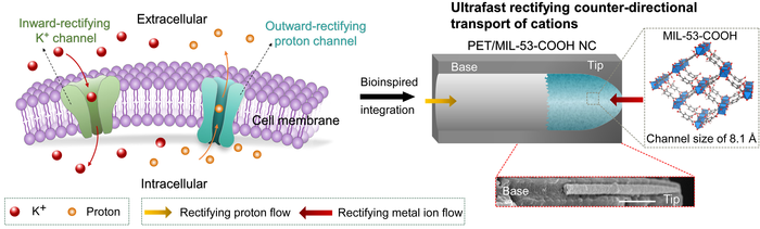Ultrafast rectifying counter directional transport of cations