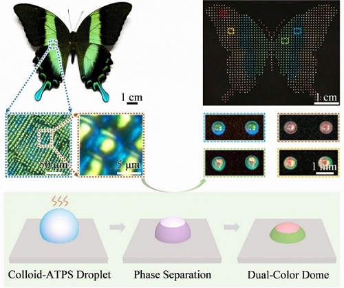 Taking advantage of the evaporation-induced phase separation of ATPS, biomimetic dual-color domes