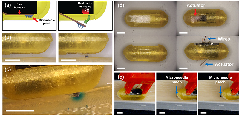(a) A schematic of the internal flex actuator (left) before and (right) after deployment via thermal actuation. (b) An uncoated actuator packaged capsule before (left) and after (right) firing of the actuator. (t=0 min) (c) An image of the microneedles fired into agar showing dye diffusion from the microneedle patch. (t=20 min) (d) The 5x FRRB coated preloaded capsule before (left) and after (right) translation and deployment of the GI simulator. (e) Images of the capsule during translation across the small intestinal phantom showing the microneedle patch left behind as the capsule translates.