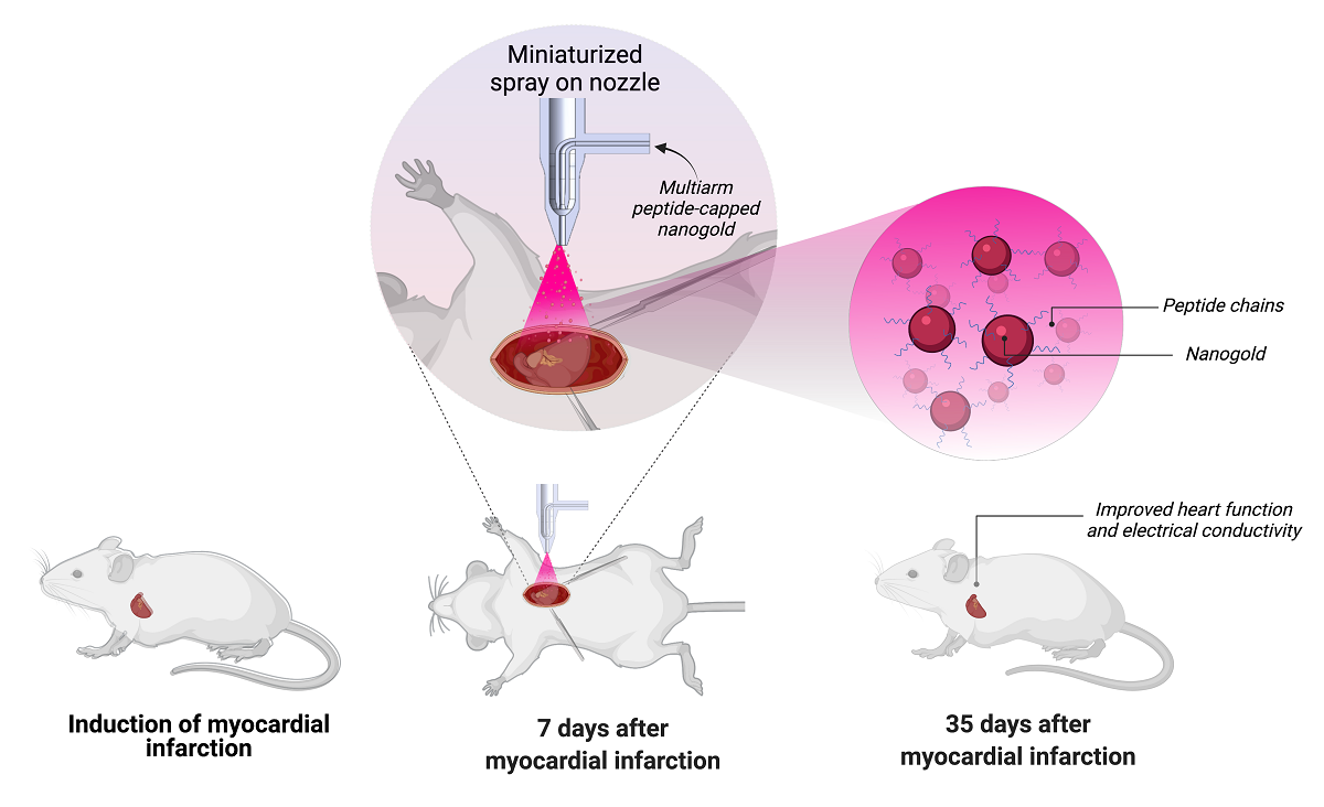 The therapy tested – which was sprayed on the hearts of lab mice – used very low concentrations of peptide-modified particles of gold created in the laboratory.