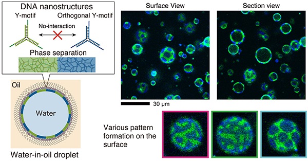 Schematics of the DNA capsules generation method and their microscopy images