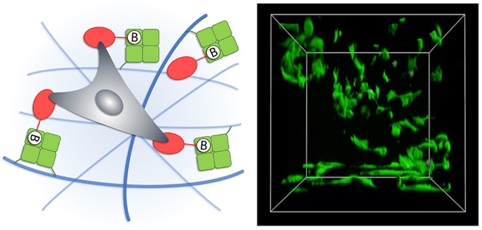 avidin-conjugated nanocellulose fibers functionalized with biotinylated adhesive protein