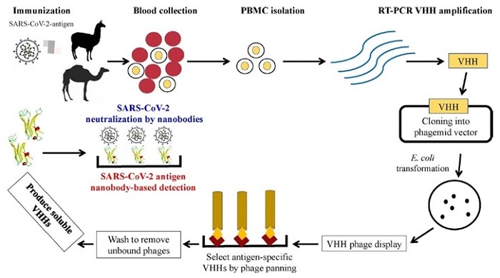 Schematic representation of the heavy-chain variable domains (VHHs) generation process and their potential applications as therapeutic agents and as diagnostic tools for COVID-19 pathology