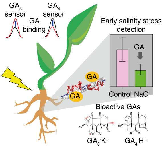 Illustration of GA detection in living plants using near-infrared fluorescent carbon nanotube sensors  for early indication of salinity stress