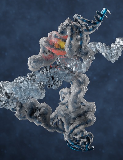 The picture shows an RNA polymerase ribozyme thought to be implicated in the origin of life.