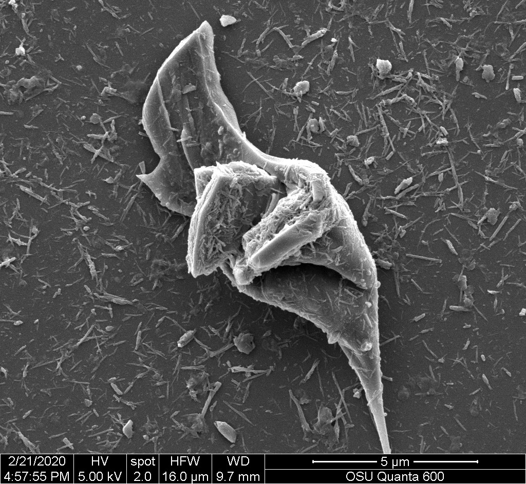 Scanning electron micrograph of tire particles after cryomilling tire tread. Larger particle is representative of micro-sized tire particles and smaller ones are nano-sized tire particles.