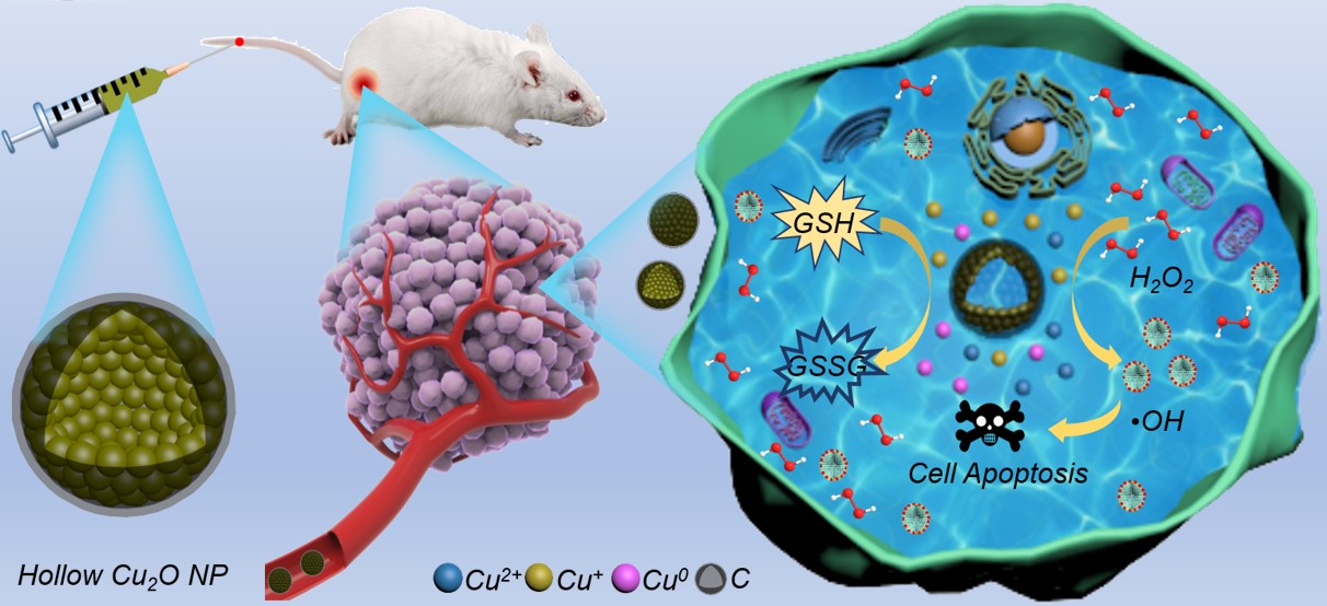 Schematic illustration of HCONC-catalyzed cascade reaction for chemodynamic oncotherapy.