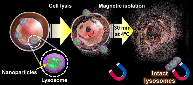 Diagram of the proposed approach for extracting intact lysosomes.
