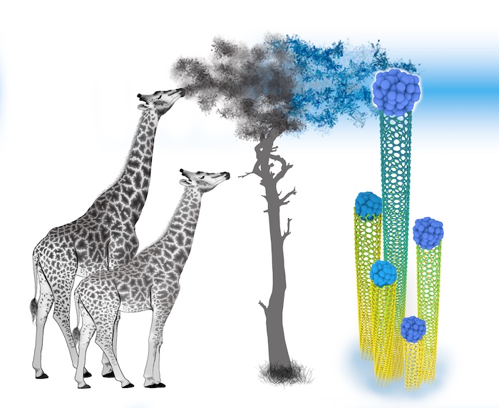 The illustration depicts this and an analogous process 19th-century scientists used to describe the evolution of giraffes’ long necks due to the gradual selection of abilities to reach progressively higher for food