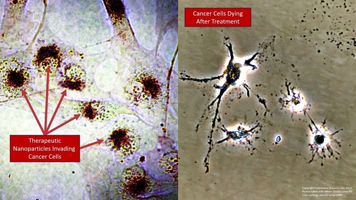 Cytimmune Sciences nanoparticles red recognizing entering and accumulating in cancer cells