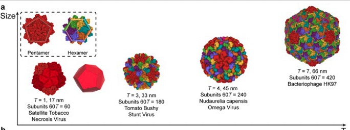 Progressively larger nanocages