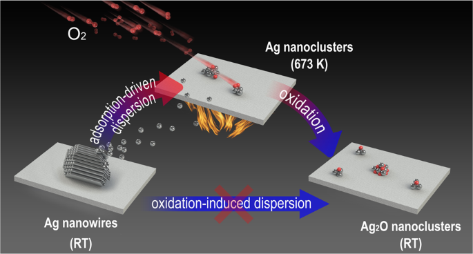 Dynamic evolution of Ag nanostructures during oxidative dispersion