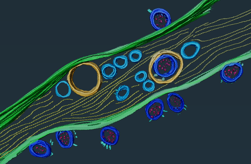 SARS-CoV-2 viral particles (in dark blue) inside and on the surface of a nanotube.