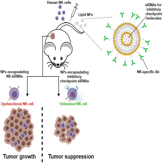 Natural killer (NK) cells serve as a first line of immune defense against tumor growth and viral infections