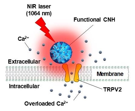 Mechanism of cancer cell death triggered by photo-thermal property of CNH and temperature sensitive TRPV2-mediated Ca2+ overdosing