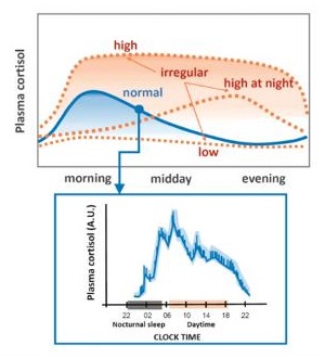 Qualitative depiction of regular and irregular circadian levels throughout the day