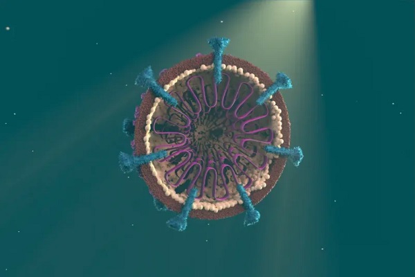 A model of the Sars-CoV-2 virus in cross-section showing its ’spikes’ in blue and its Ribonucleic acid (RNA) in purple