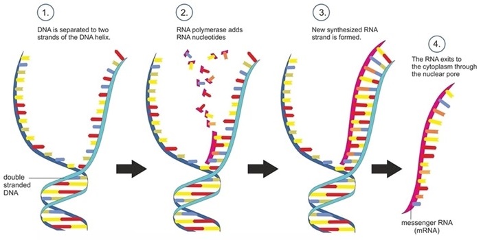 Double-stranded DNA is copied into single-stranded messenger RNA