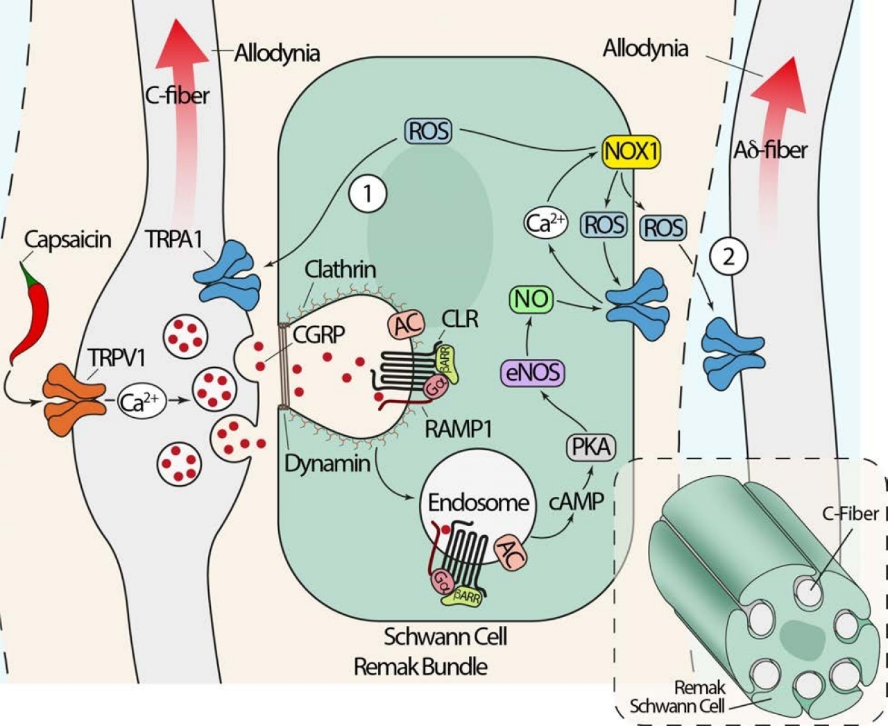 An illustration of the pain signaling pathway elicited by CGRP