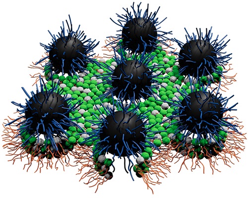 Nanoantibiotics developed by the Liang lab are tiny “hairy” spheres comprised of polymer brushes