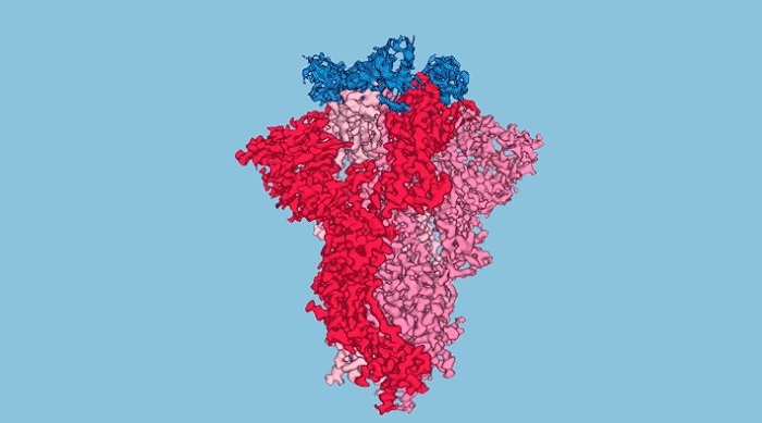 Three nanobodies (blue) are shown bound to the tip of the SARS-CoV-2 spike protein (red/pink)