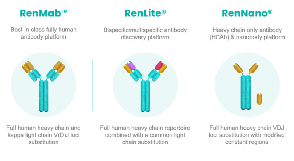 Biocytogen’s RenMiceTM family consists of RenMabTM, RenLite® and RenNano®