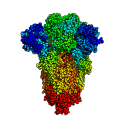 The SARS-CoV-2 S protein