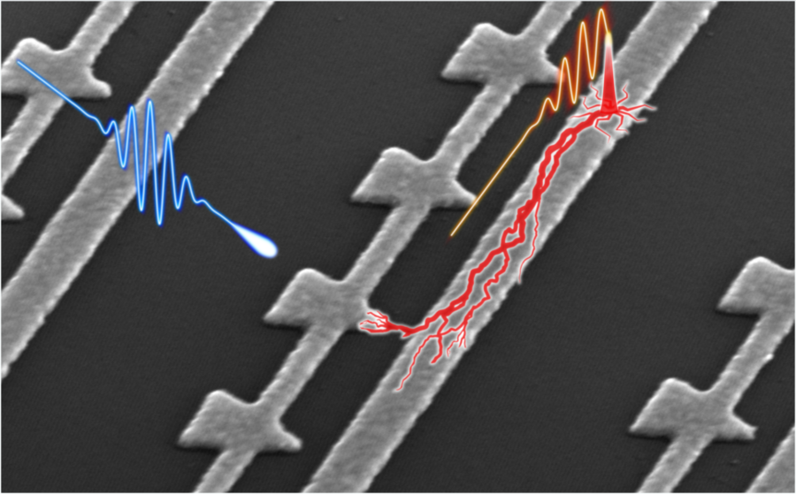 Caption: As a laser illuminates these nanometer-scale devices (blue wave), attosecond electron flashes are generated (red pulse) at the ends of nanotips and used to trace out weak light fields (red wave)