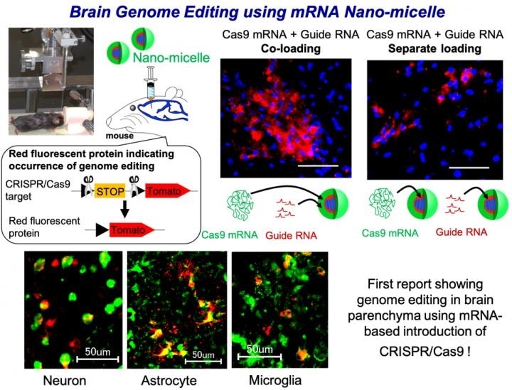 Brain Genome