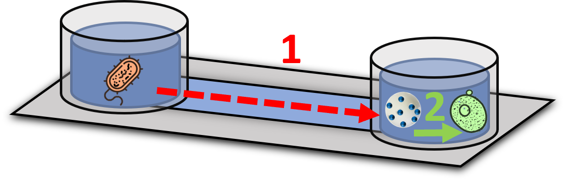 In the new system illustrated above, a nanotranslator (circle with dots) made it possible for yeast (green) to respond to a signal sent by bacteria (brown).