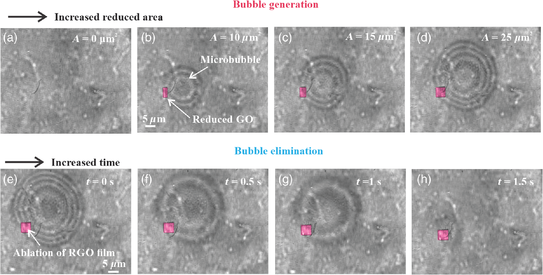 process of the microbubble generation and elimination